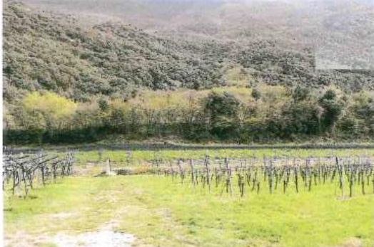 DOLCÈ (VR) TERRENI AGRICOLI COLTIVATI A VIGNETO IN ASTA IN VIA MOLINO