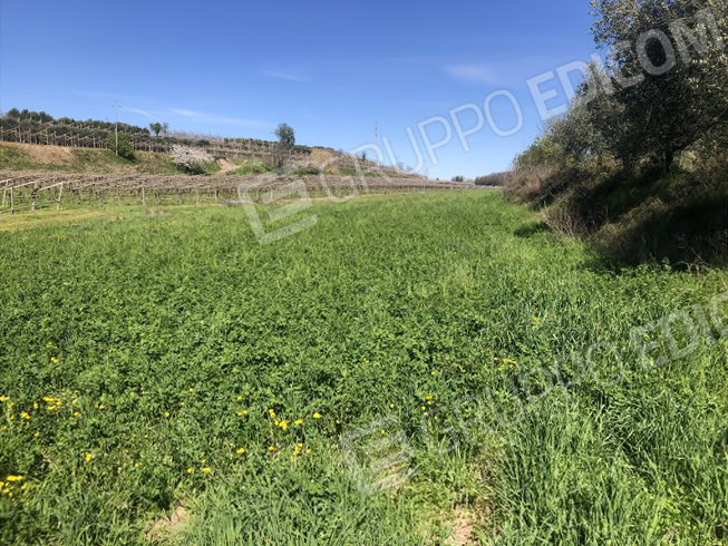 SONA - FRAZ. PALAZZOLO (VR) TERRENO AGRICOLO IN ASTA IN VIA BARBARAGO 9